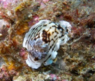 local sea life